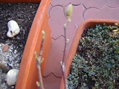 Magnolia stellata