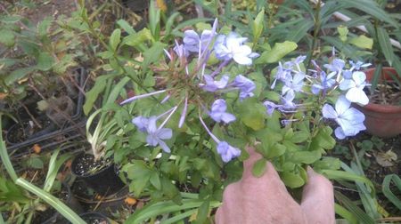 floarea dragostei-plumbago