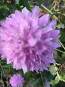 Scabiosa