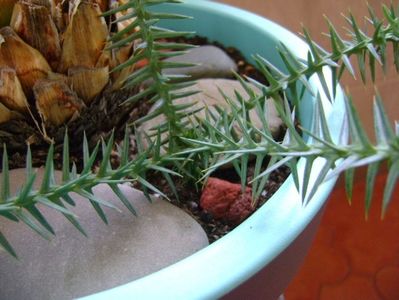 Araucaria cunninghamii v. glauca; lastar pus la inradacinat
