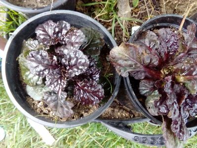 Ajuga reptans black scallop; acoperitoare, , face primavara flori mici albastre
