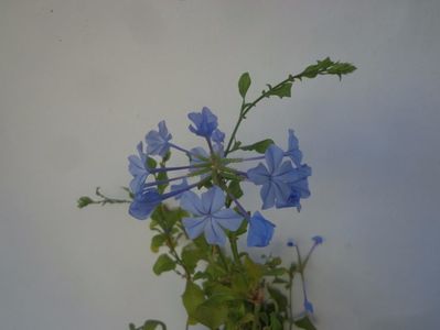 Plumbago