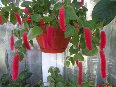 Acalypha reptans