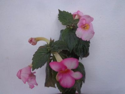 Achimenes