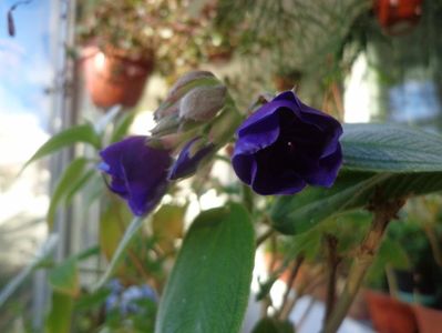 Tibouchina