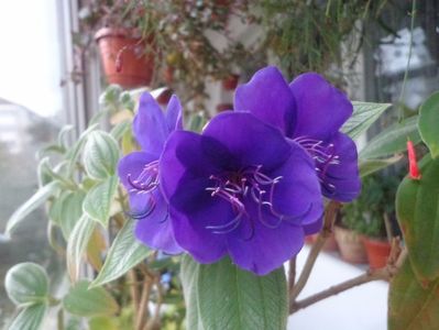 Tibouchina urvilleana