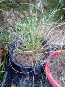 Stipa peony,; perene, iarba decorativa de gradina
