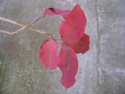 Lonicera sempervirens ''Dropmore Scarlet''