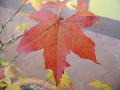 Liquidambar styraciflua, detaliu