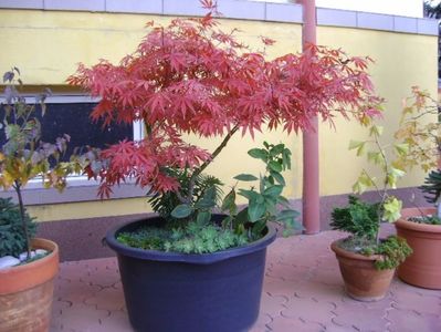 Acer palmatum atropurpureum