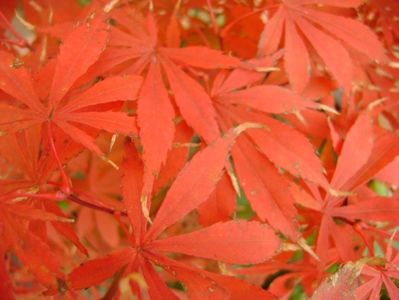 Acer palmatum atropurpureum, detaliu