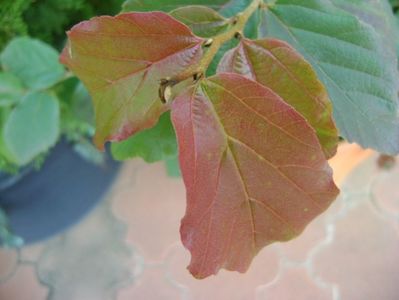 Parrotia persica, detaliu