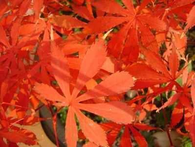 Acer palmatum atropurpureum, detaliu