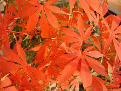 Acer palmatum atropurpureum, detaliu