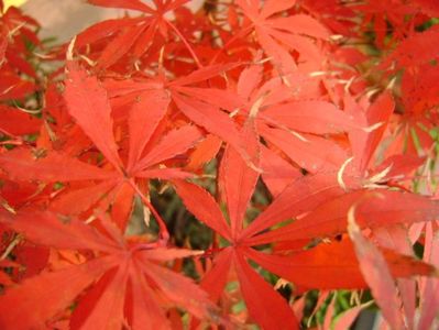 Acer palmatum atropurpureum, detaliu