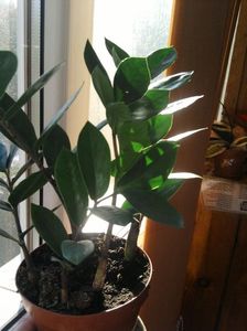 zamioculcas