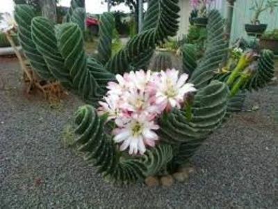 Cereus validus spiralis