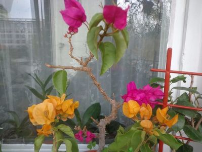 Bougainvillea