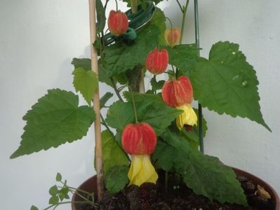 Abutilon  megapotamicum,calde multumiri!