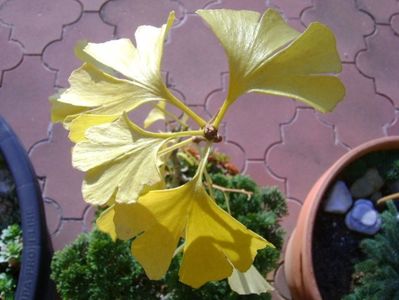 Ginkgo biloba, detaliu