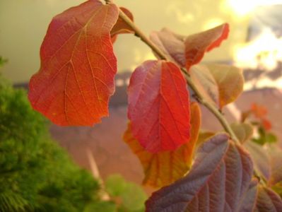 Parrotia persica, detaliu