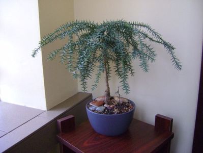 Araucaria cunninghamii v. glauca