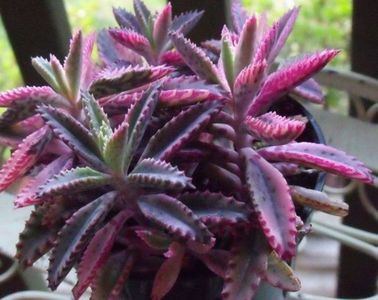 Kalanchoe Pink butterflies