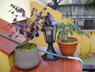 Loropetalum chinensis & Cedrus deodara "feeling blue"; 18 nov. 2017
