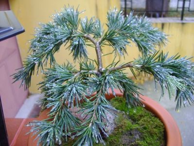 Cedrus deodara "feeling blue"; 18 nov. 2017
