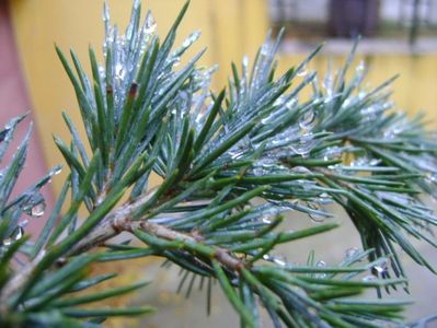 Cedrus deodara "feeling blue"; 18 nov. 2017
