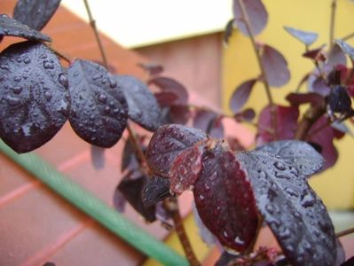 Loropetalum chinensis; 18 nov. 2017
