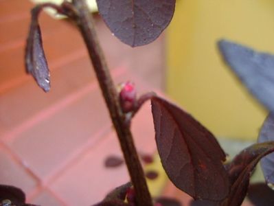 Loropetalum chinensis; 18 nov. 2017
