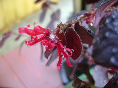 Loropetalum chinensis; 18 nov. 2017
