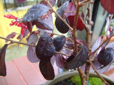 Loropetalum chinensis; 18 nov. 2017
