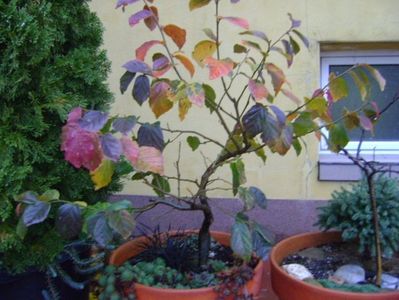 Parrotia persica; 18 nov. 2017
