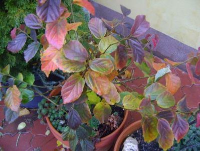 Parrotia persica; 18 nov. 2017
