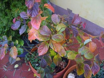 Parrotia persica; 18 nov. 2017
