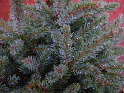 Picea abies Little Gem; 18 nov. 2018
