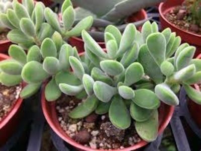 Crassula rogersii