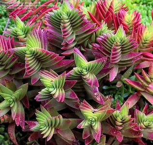 Crassula capitelia red pagoda