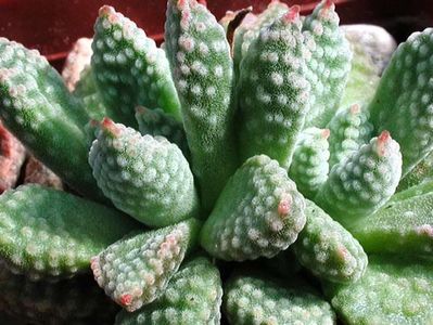 Crassula ausensis ssp titanopsis