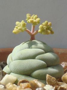 Crassula alstonii