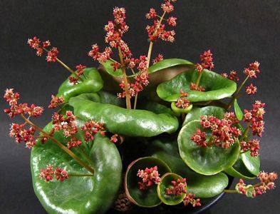 crassula umbella wine cup