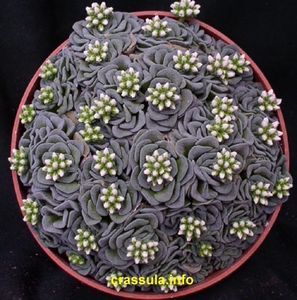 Crassula celia