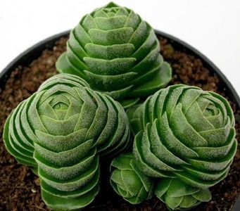 Crassula emerald