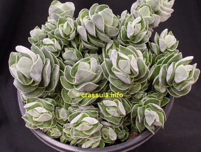 Crassula Ivory pagoda