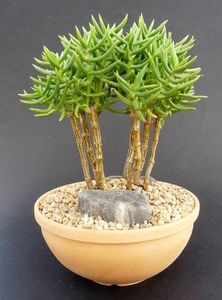 Crassula tetragona