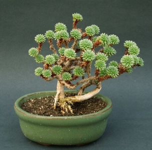 sedum multiceps