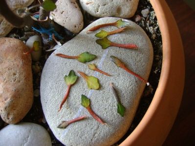 Corokia cotoneaster, in culori de toamna