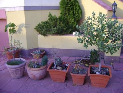 Grup de bonsai si prebonsai; Ghinionistii care vor sta toata vara afara
